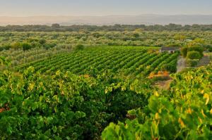 Vinhas Reguengos de Monsaraz