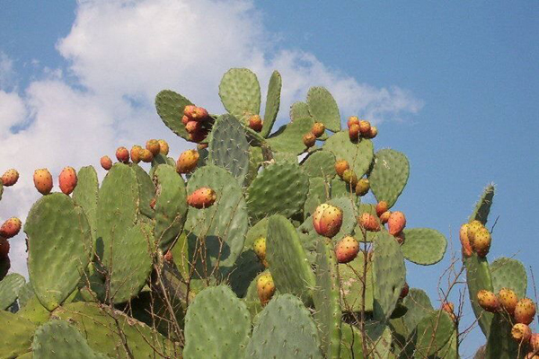 Alcoutim mostra Sabores do figo (da índia)