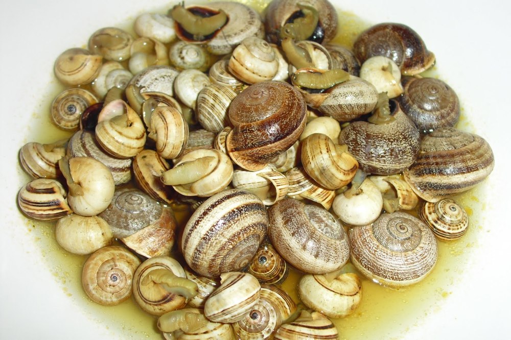 Gastrópodes “invadem” Loures